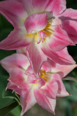 ruffle pink tulips close up