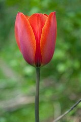 tulip isolated on a green background