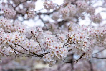 Cherry blossom at the park cloudy day