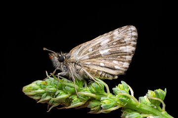 Macro shots, Beautiful nature scene. Closeup beautiful Grizzled Skippers  sitting on the flower in a summer garden.