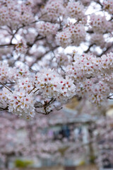 Cherry blossom at the park cloudy day