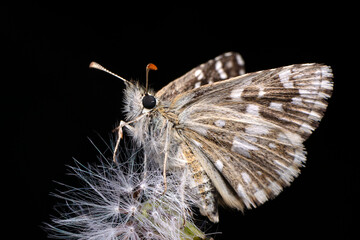 Macro shots, Beautiful nature scene. Closeup beautiful Grizzled Skippers  sitting on the flower in a summer garden.