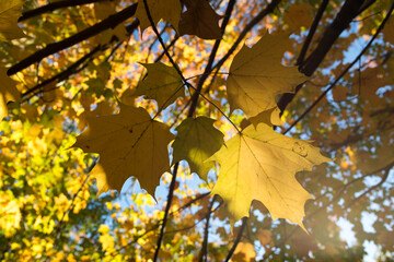 sun-flare and autumn maple leaves