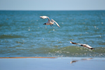 seagulls in flight
