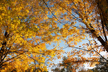 autumn leaves in the sun