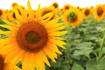 Large yellow sunflower bloomed on farm field in hot summer day against the blue sky. Agricultural industry, production of sunflower oil, honey.