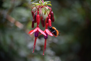 flowers with pollinating bumblebee 