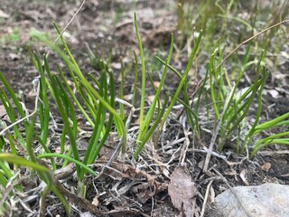 fresh green grass sprouted in spring through rotten foliage and dullness