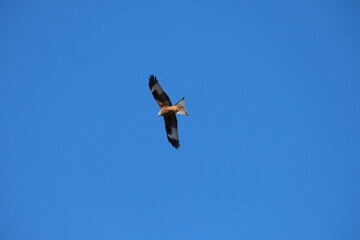 Adler © Leon