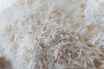 Hericium erinaceus mushroom monkey head mushroom, bearded © TaylerDerden