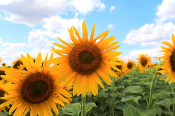 Large yellow sunflower bloomed on farm field in hot summer day against the blue sky. Agricultural industry, production of sunflower oil, honey.