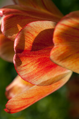 abstract tulip background