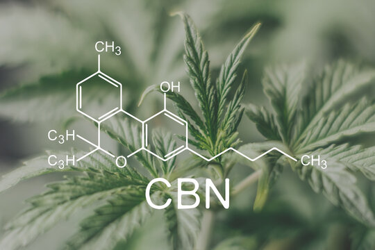 CBN Cannabis plants chemical formula. with cannabinol molecule.