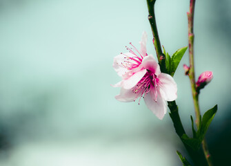 Flor flores de cerezo en día nublado