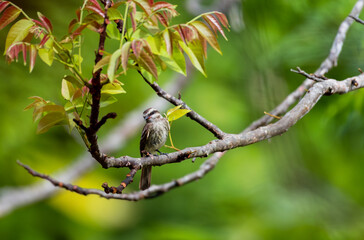 A brown striped bird, Variegated Flycatcher perched in a tree in the forest with colorful leaves in a picturesque scene.