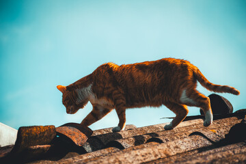 Gato adulto de color naranja y blanco en los techos