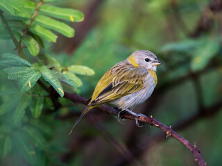 Cute and puffy Saffron finch, Sicalis flaveola, bird perched on a branch in a tree.