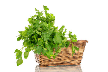 Fototapeta premium One bunch of fresh green parsley in a vine basket, close-up, isolated on white.