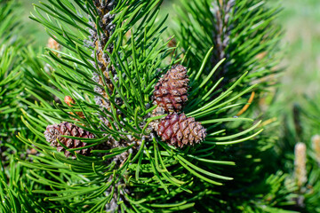 Close up of delicate small green leaves of pine conifer tree in a sunny spring garden, beautiful outdoor monochrome background photographed with selective focus.