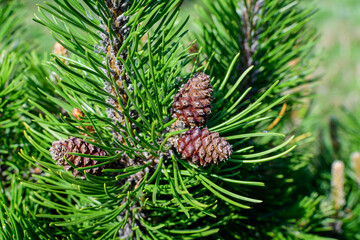 Fototapeta premium Close up of delicate small green leaves of pine conifer tree in a sunny spring garden, beautiful outdoor monochrome background photographed with selective focus.