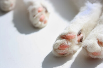 Cute fluffy white fur domestic cat paws, pink pads with black stains. Laying and relaxing on the...