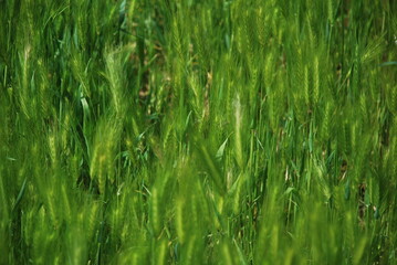 green grass background