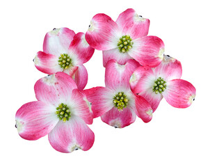 Blooming spring pink dogwood tree flowers.