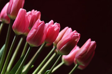 Bouquet of pink vibrant Tulips.  Tulips background. Spring flowers. Pink blooming Tulips on dark background. First spring flowers. Tulips backdrop. Place for text. Beautiful postcard banner.