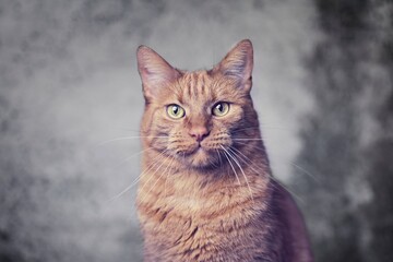 Cute ginger cat portrait looking funny at camera. Horizontal image with selective focus.