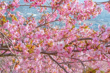 日本の満開の桜が美しい