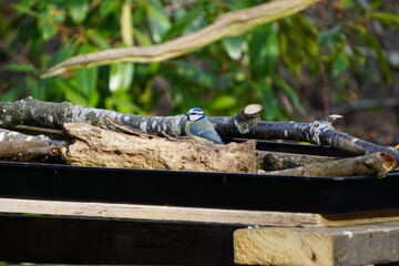 A blue tit resting at a bird bath