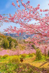 日本の満開の桜が美しい