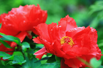 beautiful view of blooming red Peony flowers,close-up of red Peony flowers blooming in the garden 