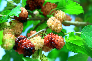 fresh full yellow and red mulberries growing on the branches of mulberry tree among the green...