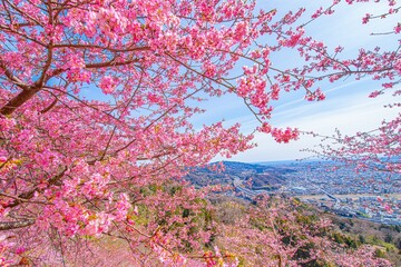Fototapeta na wymiar 日本の満開の桜が美しい