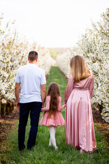 A beautiful Ukrainian family walks through a blossoming apple orchard and is happy together in the spring
