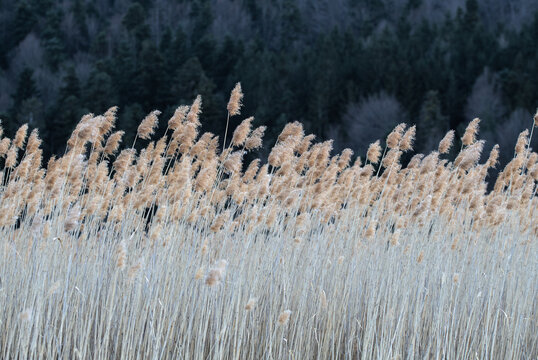 Contrasting bright stems of cane in front of the dark forest at Lake Cerknica, Slovenia. Lake Cerknica is an intermittent lake in south-western Slovenia.