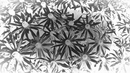 Schwarz weiß Blumen