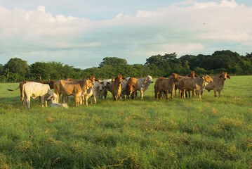 Naklejka na ściany i meble Image of cattle shown in Chiriqui, Panama.