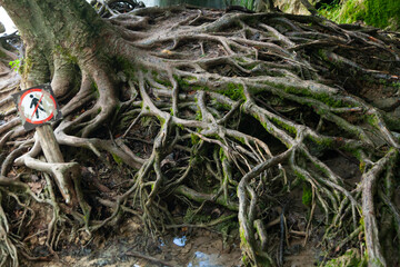 Radici di un grande albero con il cartello che indica di non passarci sopra