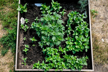 Urban gardening - community garden in center of the city with raised beds. Urban Horticulture. Selective focus