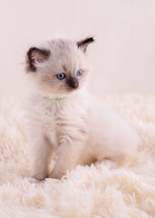 little  ragdoll kitten with blue eyes in green collar  sitting on a beige background. High quality photo for card and calendar
