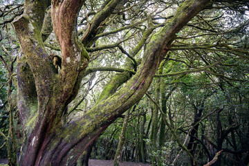 trees in the Anaga nature reserve in the northeast of Tenerife