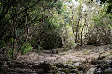 Anaga Nature Reserve in the northeast of Tenerife