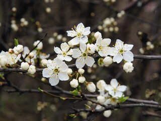 white flowers of wild fruits tree at spring