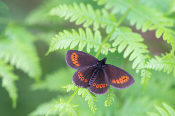 Scmetterling