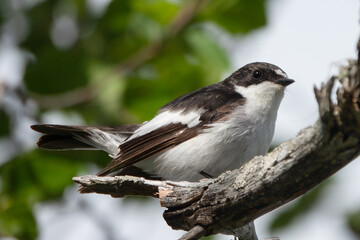 European pied flycatcher