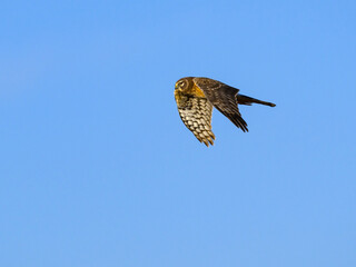 Northern Harrier in Flight Against Blue Sky