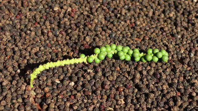 Black pepper (Piper nigrum) in the sunlight, close up
