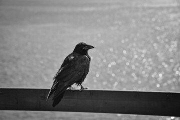 crow on a fence